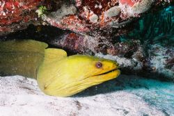 nikonos 20mm handheld sb105 by Joe Lenahan 
